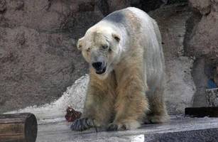 Argentina Zoo To Keep Polar Bear At Current Location, Despite Health Concerns